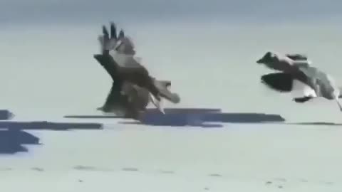 Duck saves a penguin