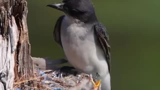 eat with bird family