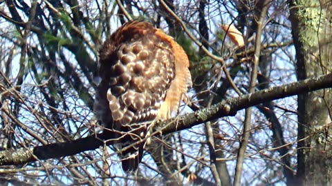 Red-shouldered hawk