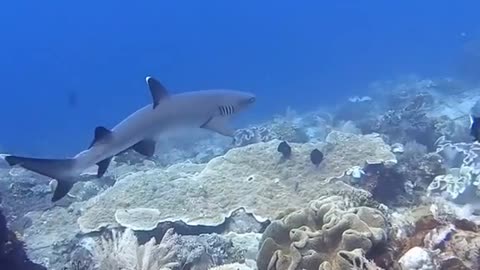 Diving in Raja Ampat