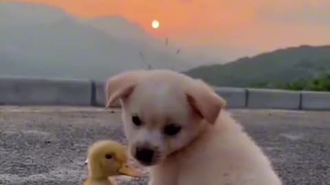 Animal love Dog and Duck love together