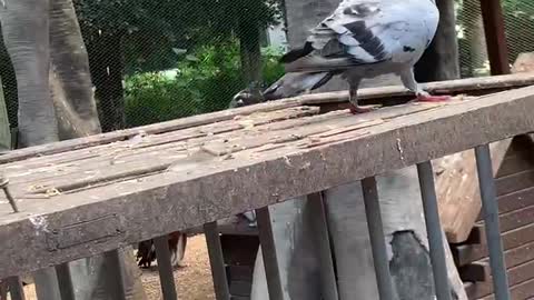 Raising pigeons