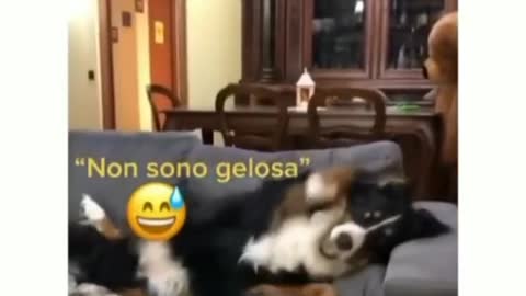 dog jealous of the younger brother and very funny try not to laugh so hard