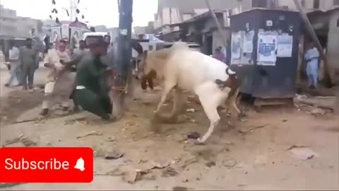 Angry bull 🐂 funny viral video