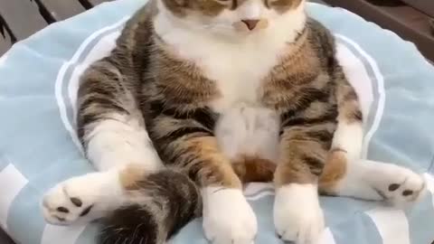 Soooooo cute cat