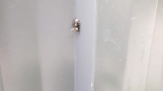 Fly getting eaten my this spider