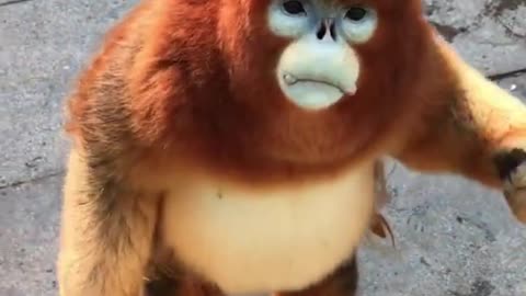 Cute Golden Snub Monkey