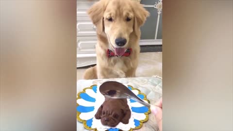 innocent dog getting scared after cake cutting.