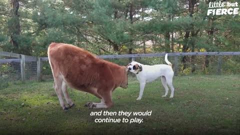 Rescued Baby Cow Starts Wrestling With A Dog His Size