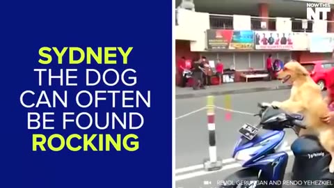 This Dog CAN'T Drive His Motorcycle Without His Pink Shades