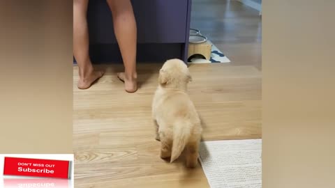 Little Potato Golden Puppy Waiting For Dinner