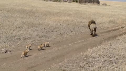 When cute Lion cubs decide to attack their Dad!