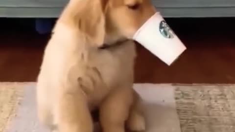 Cute Dog 🐶 with Paper Cup #cute #dog #shorts #animals #Cute_O