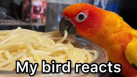 My bird reacts to pasta: