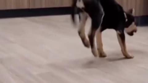 Dogs Funy Dance #funny dog videos