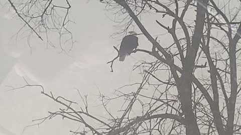 Eagles on Mississippi River Quad Cities