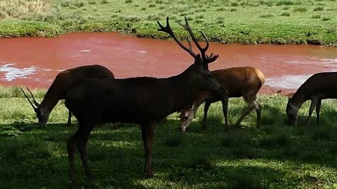 RED STAG