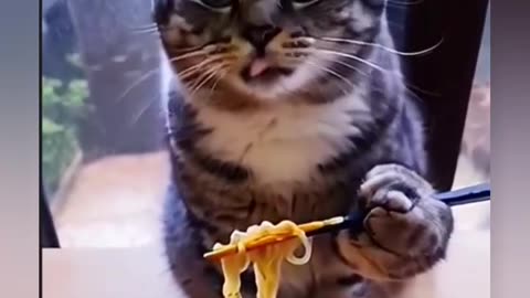 Cats Dining Like Humans: Hilarious Table Manners!