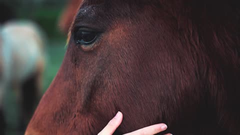 A purebred horse