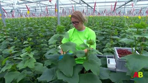 Amazing Greenhouse Cucumber Growing _ Harvesting Process - Modern Cucumber Pickles Processing Plant