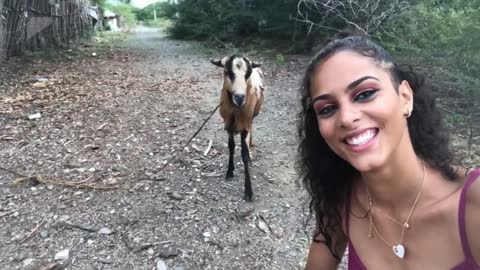 Goat Headbutts Girl Trying to Take Selfie With It