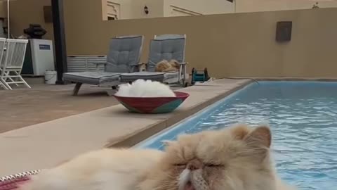 Cat seeking in swimming pool funny videos