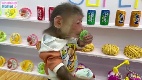 A busy day of BiBi monkey