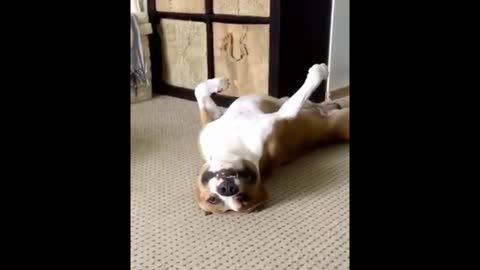 funny dog making him self fainted