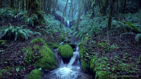 10 HOURS of RAIN and FOREST STREAM - Sounds to Sleep, Study and Reduce Stress