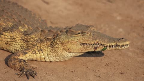 ✨Crocodile blinking ......👁 Animals🔥