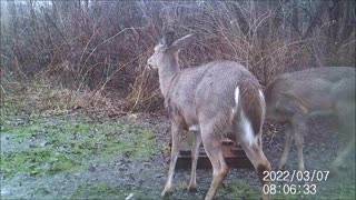 Backyard Trail Cams - Two Deer at Salt Block Comes in for Closeup