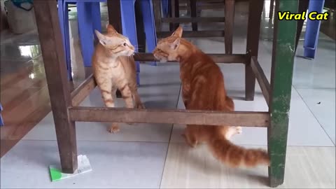 Cats Fighting and Meowing - These Two are Bloody Brothers | Viral Cat