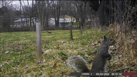 Backyard Trail Cam - Squirrels