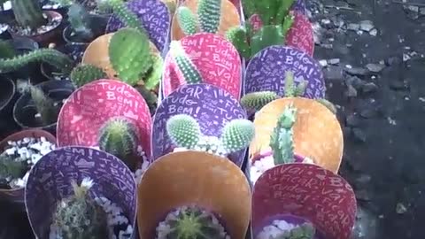 Several cactuses in small pots at the flower shop [Nature & Animals]