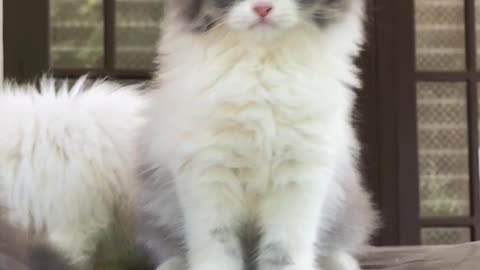 Beautiful cat and sweet baby