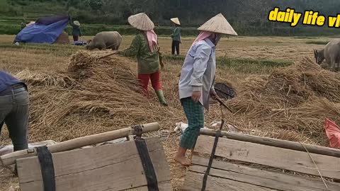 threshing rice by hand because rice fields are few