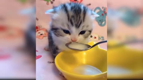 OMG So Cute ♥ Best Funny Cat Videos