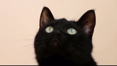 Black cat video