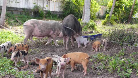 Big Pig Family with Many Small Pigs