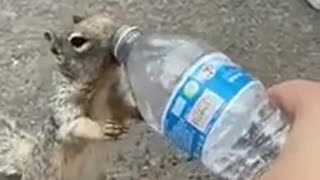 I'm a squirrel, give me some water ...