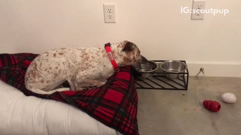 White dog red collar drinks water out of metal bowl while laying on red bed