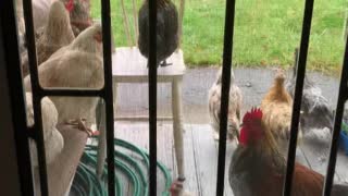 Shelter from the rain - backyard chickens