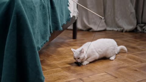 Kids Playing Catch The Bait With Their Cat