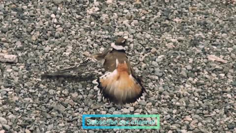 Killdeer classic broken wing act will sure win an Oscar Award.