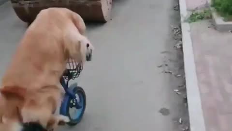 Very cute dog riding a bike, cat lifting a watermelon #shorts