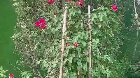 pretty red flower