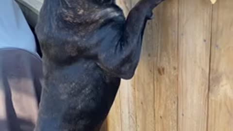 Cane Corso being nosey