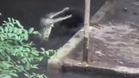 Crocodile eats pork