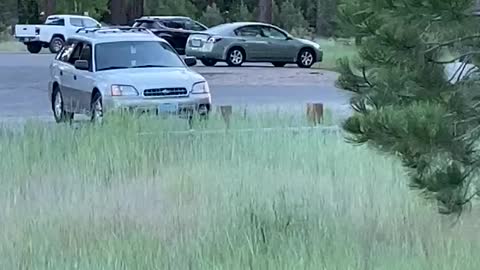 Bear Squeezes Through Car Window to Steal a Snack