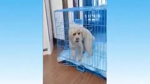 Funny cats and dogs to cry with laughter